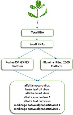 High-Throughput Sequencing for Deciphering the Virome of Alfalfa (Medicago sativa L.)